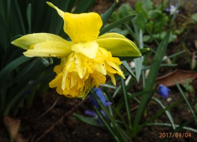 Narcisa složnokvětá