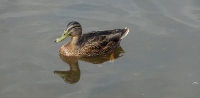 Nejezte tolik pistáciové zmrzliny!