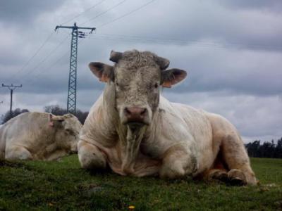 Než mě sníš, podívej se, jak jsem veliký!