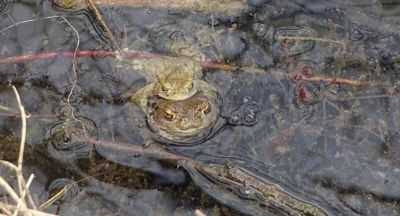 Žáby v objetí páření