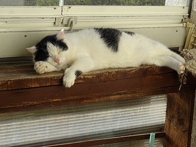 Odpolední siesta...