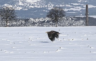 Orel mořský - nízký průlet