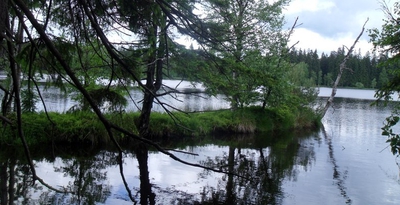 Ostrůvek na rybníku