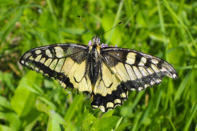 Otakárek fenyklový s postižením