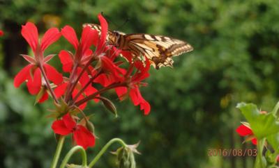 Otakárek se nám vrátil