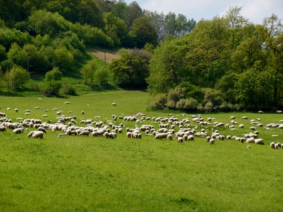 Ovečky pod Milešovkou