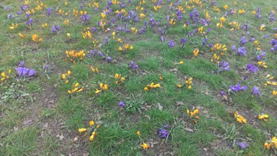 Žluto-modrá Stromovka