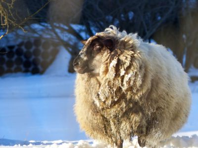 Kožich už mám, ještě by bodly boty......