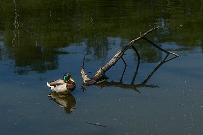 Na klidné hladině...