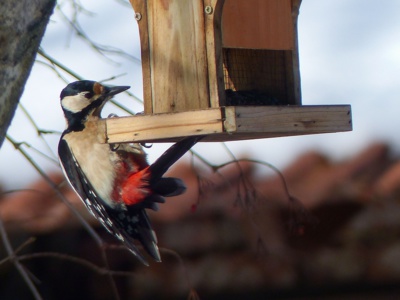 Držím se "Zuby nehty" a pomáhám ocáskem.....