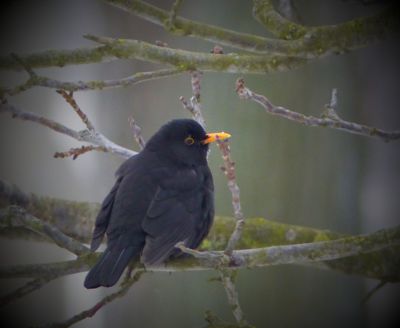 Jsem maličký, ale krásně načepýřený kosáček...