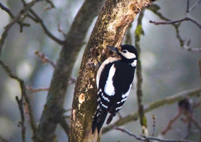 Mamina od strakapouda (strakapoudice nebo strakapoudka)???