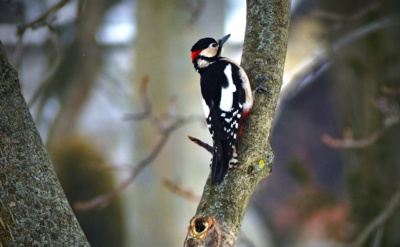 Už mám odpracováno, podívejte se níž.....