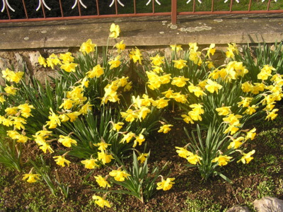 Stovka narcisů,možná i víc.