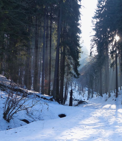 Paprsky sluníčka...