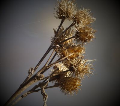 Bodlák s pavučinkou