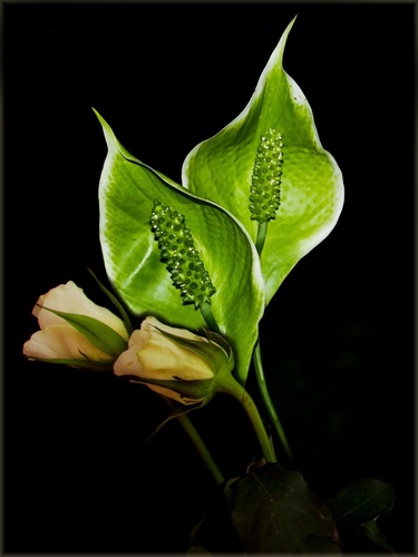 Už nejsem sám.......