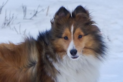 Kolie Pricezna s omrzlými fousky....