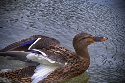 "Připravit, pozor, teď".....