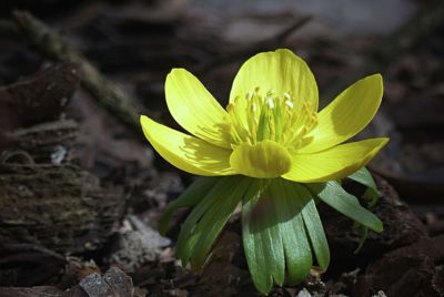 První pozdrav jara....