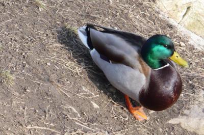 To jsem si nacpal volátko..