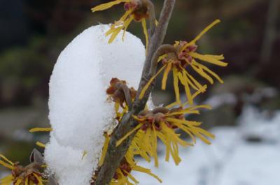 Vilín žlutý a sníh