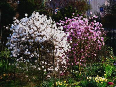 Zásnuby na zahradě