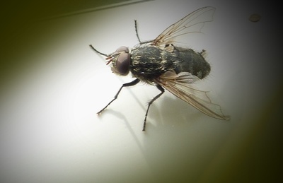 První letošní moucha......