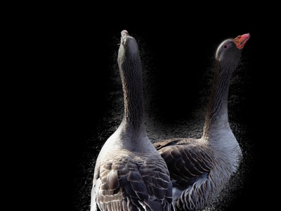 Vidíš to co já?????