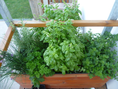 Bylinky loňského léta