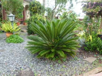 Cykas na Madeiře -únor 2016