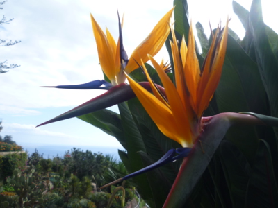 Národní květina Madeiry-strelizie