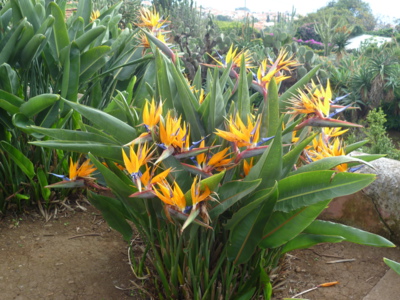 Splněný sen = Madeira