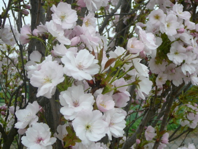 Sakura