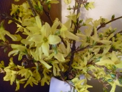 Sluníčková květina