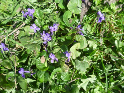 Fialky všude kolem...