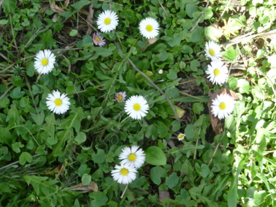 Malé krásky=sedmikrásky