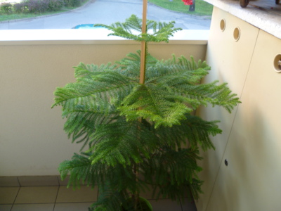 Araukárie neboli blahočet...