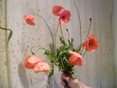 Makové panenky na konci října...