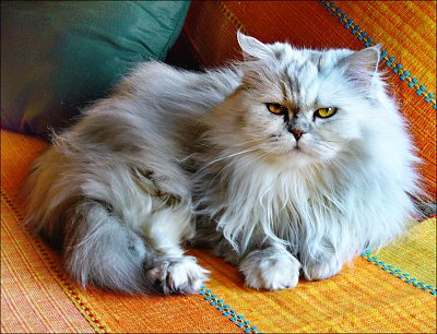 Angorská princezna