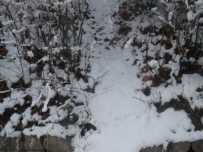 Zima