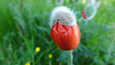 Maková panenka s čepičkou