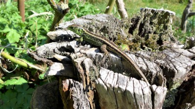 Mimikry je , když se ztratí.....