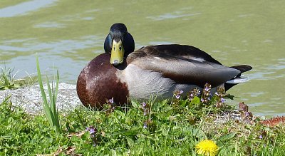 Lásko čekám tu na Tebe....