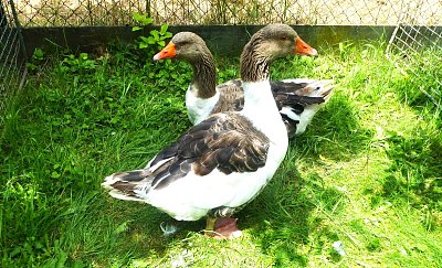 Když jsem já sloužil...... a ta husa chodí bosa