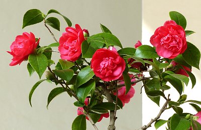 Krása květů kamélií