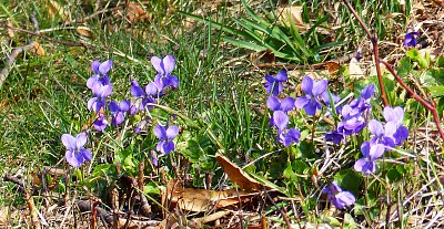 Žádný dynamit, hezky nechat kvést