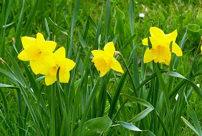 Kvarteto žlutých narcisek