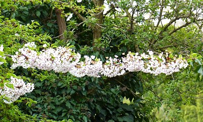 Přímka z kvetoucí větvičky