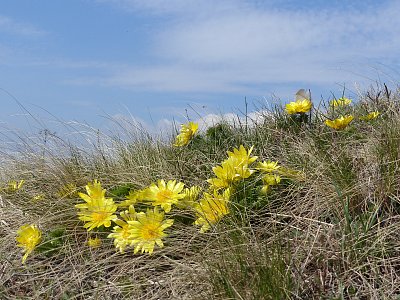 Hlaváčky už kvetou...!